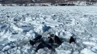 Questo gruppo di orche con alcuni cuccioli è rimasto intrappolato nel ghiaccio nel Nord del Giappone