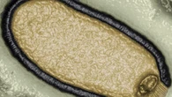 I virus zombie sepolti nel permafrost possono scatenare una nuova epidemia: l’allarme degli scienziati