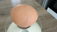 Uovo gigante deposto da una gallina in Salento: come si spiega e qual è il record
