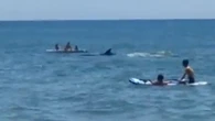 Perché nessuna orca ha messo in pericolo i bagnanti in Spagna