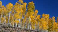 Registrata la “voce” di Pando, l’essere vivente più pesante della Terra: ora puoi ascoltarla