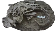 Cosa sappiamo di questo assurdo fossile in cui un mammifero mangia un dinosauro