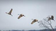 Tutte queste specie migratorie sono rischio estinzione: la colpa è dell’uomo