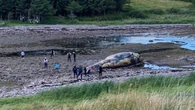 Balena rischia di esplodere su una spiaggia: scienziati interrompono autopsia in corso