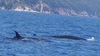 Coppia di balenottere nuota innanzi all’isola d’Elba: le meravigliose immagini dei “soffi”