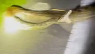 Gigantesco serpente di quasi 6 metri catturato da un cacciatore in Florida