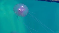 Meduse urticanti in Italia e rischio “invasioni”: le risposte dell’esperto a Fanpage.it