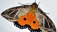 Decidono di contare tutte le specie presenti in casa ma fanno una grossa scoperta