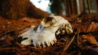 La malattia del cervo zombie si sta diffondendo in modo preoccupante, esperti: “Rischi per l’uomo”