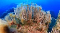 Morie di massa, necrosi e specie aliene: il caldo estremo distrugge i fondali del Mediterraneo