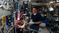 Il mistero del pomodoro scomparso sulla stazione spaziale risolto dopo 8 mesi