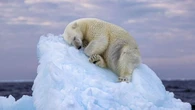 La commovente foto dell’orso polare cullato da un iceberg è il simbolo del dominio umano sul pianeta