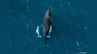 Mamma megattera con due piccoli, forse uno è “adottato”: le rarissime immagini dall’Australia