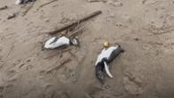 Migliaia di pinguini trovati morti in Uruguay: crisi climatica e pesca eccessiva possibili cause