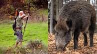 Caccia con arco e frecce approvata in Liguria: salvato cinghiale con un dardo piantato in fronte