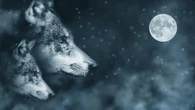 Brilla la Luna Piena del Lupo oggi 25 gennaio 2024, a che ora vederla e perché si chiama così