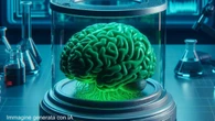 Questi scienziati stanno usando parti di cervello umano per addestrare l’intelligenza artificiale