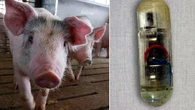 Una pillola che vibra nello stomaco fa dimagrire senza dieta: testata nei maiali, sta funzionando