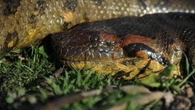 Nuova specie di anaconda gigante scoperta in Amazzonia: è il serpente più grande della Terra