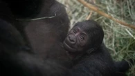 Sully, il gorilla che si pensava fosse un maschio, sorprende con un parto inaspettato