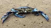 Il granchio blu sta risalendo il fiume Po: avvistato anche nel Mantovano