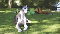 Alano azzanna una gattina a Roma: "Era senza guinzaglio, forse con una dog-sitter"