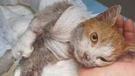 Per l'orribile storia di Leone, il gatto scuoiato ad Angri, c'è una denuncia contro ignoti dell'Enpa