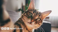 Como gatos com demência podem ajudar a encontrar cura para o Alzheimer