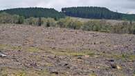 Cattle group want exemptions from EU deforestation rule