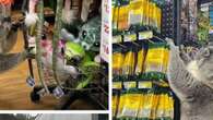 Adorable moment koala wanders into store