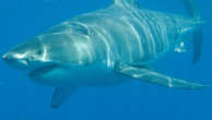 Monstrous great white shark spotted at popular Perth beach