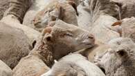 Farmers rally to shear Labor's live sheep export ban