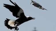 How to avoid ’terrifying’ magpie attack