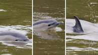 Surprising animal captured the hearts of the Thames