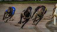 WA’s main greyhound racetrack to close for months