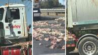 Meat spillage from truck sends WA highway into chaos