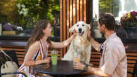 opinionPet-friendly public spaces sending people barking mad