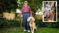 Man saved by ‘magic Molly’ the superhero labradoodle