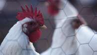 $95m bid to stop bird flu ravaging Australia