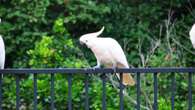 Aussie birds poisoned in ‘deliberate’ move