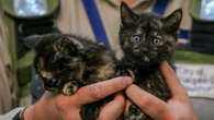 Kitten boom leaves linflux of cats seeking new forever homes