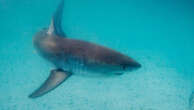 WA beach reopens after body boarder bitten by shark