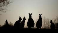 Man faces court after 98 roos found dead on army base