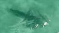 Twist as shark shuts down iconic beach