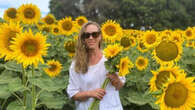 West Aussies invited to enjoy families first sunflower field