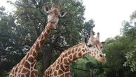 A day of celebration for Perth Zoo’s tallest ladies
