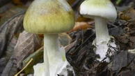 Health alert over deadly mushroom