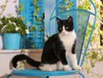 Miracle cat survives three-week trip from China to the US in cargo crate