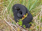 Rare venomous snake spotted in Dartmoor