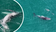 Young Humpback gets lost in Bunbury and finds unlikely ally